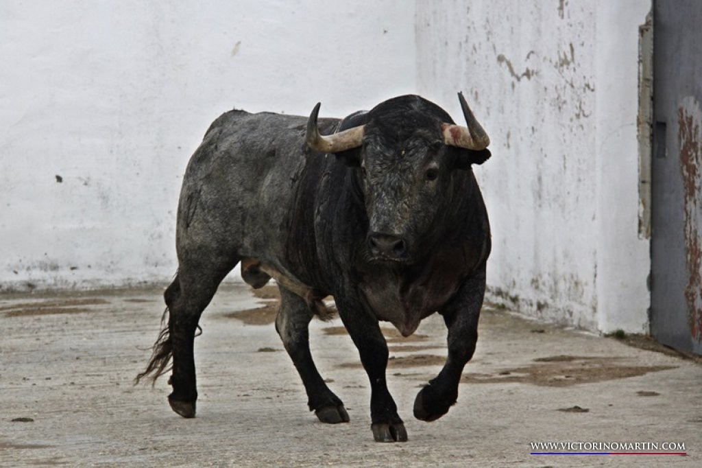 Cobradiezmos, le toro gracié, est rentré chez lui à Las Tiesas, près du tio Tajo...